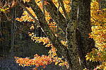 Click to see Y-JG-SONY-A1-3589.JPG
