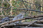 Click to see Y-WB-A1-DSC00064.JPG