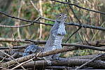 Click to see Y-WB-A1-DSC00073.JPG