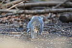 Click to see Y-WB-A1-DSC00089.JPG