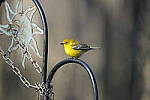 Click to see Y-WB-A1-DSC00113.JPG