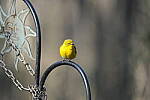 Click to see Y-WB-A1-DSC00135.JPG