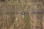 Click to see Y-WB-A1-DSC00199.JPG