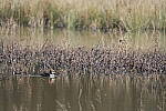 Click to see Y-WB-A1-DSC00233.JPG