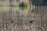 Click to see Y-WB-A1-DSC00241.JPG