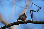 Click to see Y-WB-A1-DSC00360.JPG