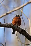 Click to see Y-WB-A1-DSC00423.JPG