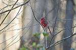 Click to see Y-WB-A1-DSC00531.JPG