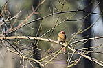 Click to see Y-WB-A1-DSC00543.JPG
