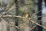 Click to see Y-WB-A1-DSC00568.JPG