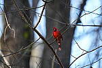 Click to see Y-WB-A1-DSC00573.JPG