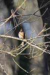 Click to see Y-WB-A1-DSC00622.JPG