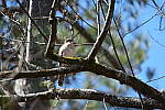 Click to see Y-WB-A1-DSC00754.JPG
