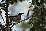 Click to see Y-WB-A1-DSC00820.JPG