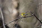 Click to see Y-WB-A1-DSC00839.JPG