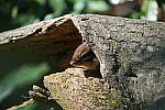 Click to see Y-WB-A1-DSC00925.JPG