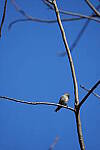 Click to see Y-WB-A1-DSC01039.JPG