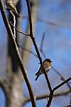 Click to see Y-WB-A1-DSC01044.JPG