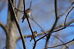 Click to see Y-WB-A1-DSC01063.JPG