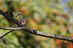 Click to see Y-WB-A1-DSC01100.JPG
