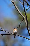 Click to see Y-WB-A1-DSC01140.JPG
