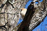 Click to see Y-WB-A1-DSC01167.JPG