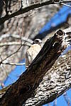 Click to see Y-WB-A1-DSC01183.JPG