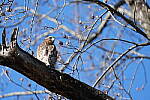 Click to see Y-WB-A1-DSC01271.JPG