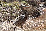 Click to see Y-WB-A1-DSC01332.JPG