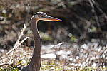 Click to see Y-WB-A1-DSC01372.JPG