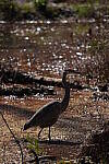 Click to see Y-WB-A1-DSC01425.JPG