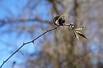 Click to see Y-WB-A1-DSC01505.JPG