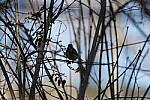 Click to see Y-WB-A1-DSC01649.JPG