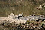Click to see Y-WB-A1-DSC01744.JPG