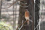 Click to see Y-WB-A1-DSC02055.JPG