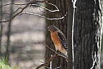 Click to see Y-WB-A1-DSC02093.JPG