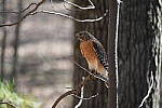 Click to see Y-WB-A1-DSC02107.JPG