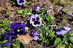 Click to see Y-WB-A1-DSC02311.JPG