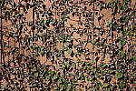 Click to see Y-WB-A1-DSC02318.JPG