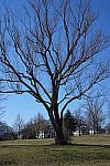 Click to see Y-WB-A1-DSC02331.JPG