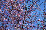 Click to see Y-WB-A1-DSC02441.JPG
