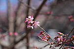 Click to see Y-WB-A1-DSC02447.JPG