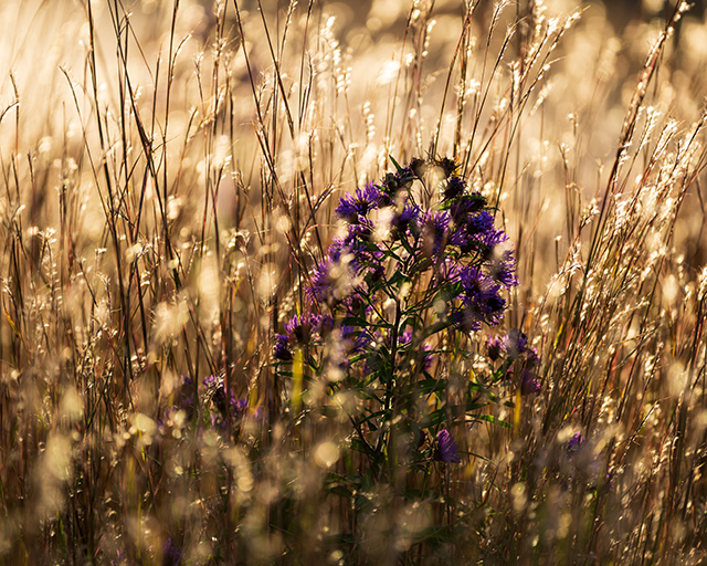 Sony A1 Review: Field Test -- Gallery Image