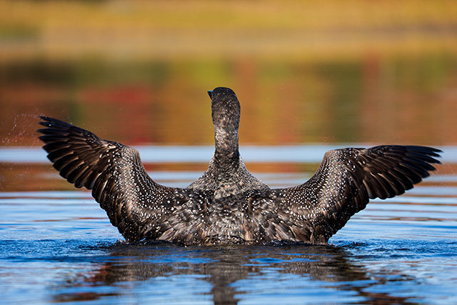 Sony A1 Review: Field Test -- Gallery Image