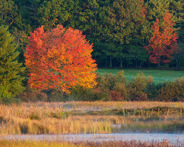 Sony A1 Review: Field Test -- Gallery Image
