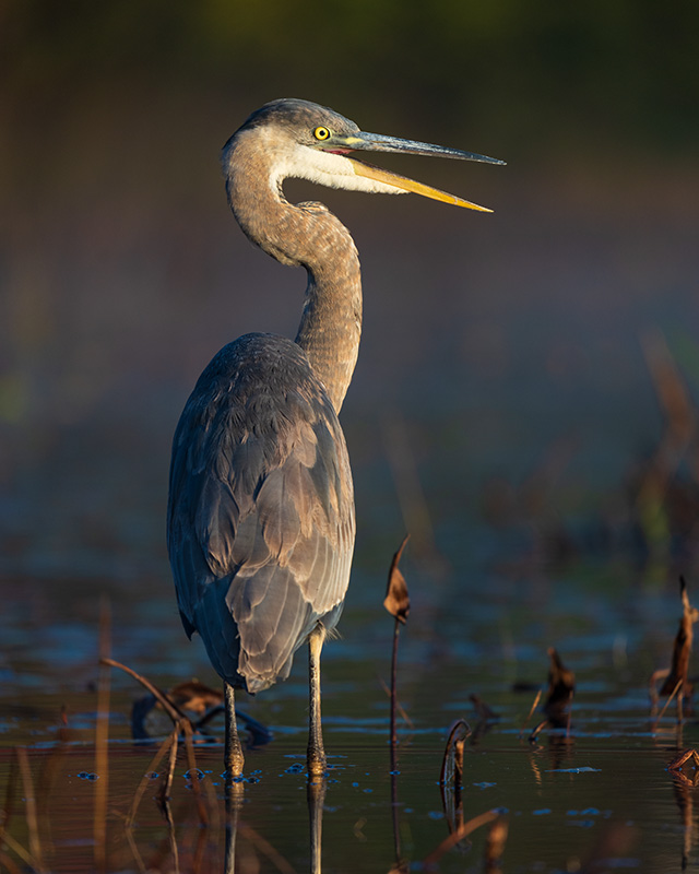 Sony A1 Review: Field Test -- Gallery Image