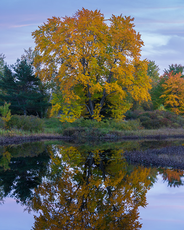 Sony A1 Review: Field Test -- Gallery Image