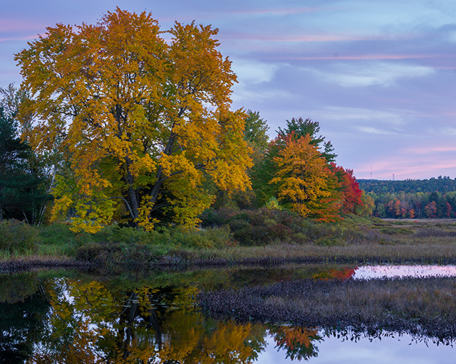 Sony A1 Review: Field Test -- Gallery Image