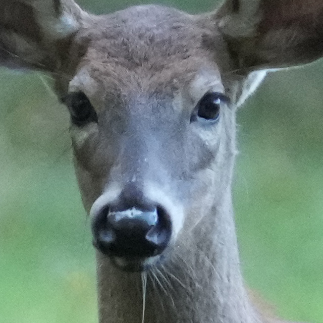 Sony A1 Review: Field Test -- Gallery Image