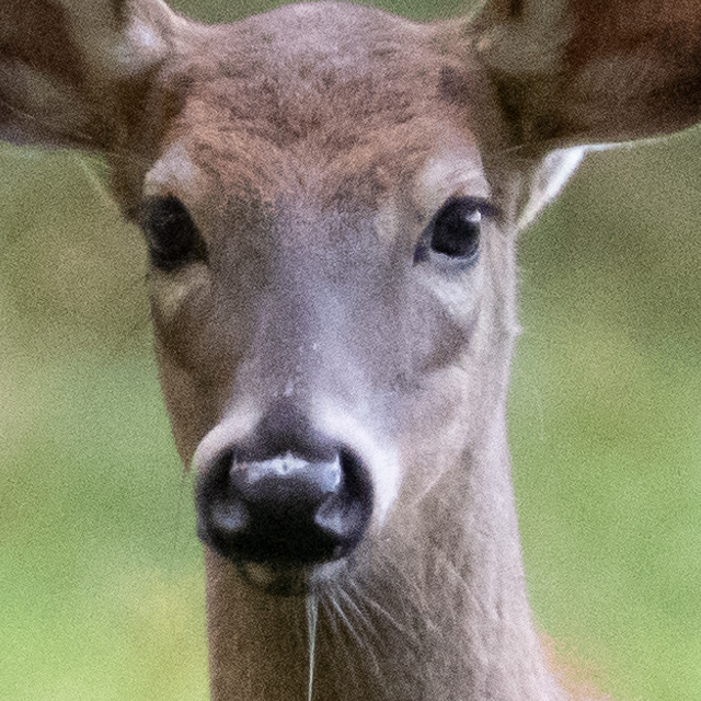 Sony A1 Review: Field Test -- Gallery Image